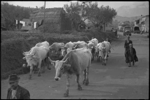 Cattle being driven through a village in forward areas of Italian Front, World War II - Photograph taken by George Kaye