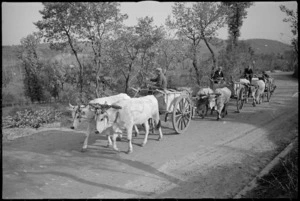 Ox carts common means of transport in area of Italian Front occupied by the NZ Division, World War II - Photograph taken by George Kaye