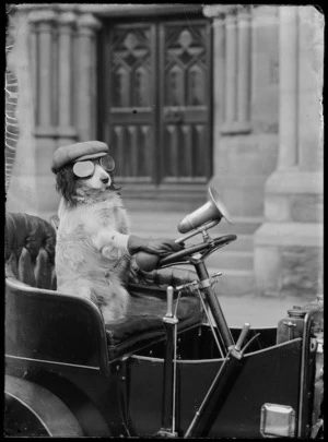 Creator unknown: Photograph of a dog at the wheel of a car