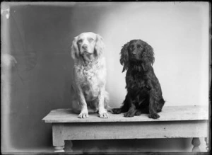 Studio portrait of two Cocker Spaniel dogs, one black the other white, sitting on a wooden table, Christchurch