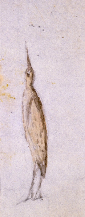 [Taylor, Richard], 1805-1873 :The bittern at rest [1840s?]