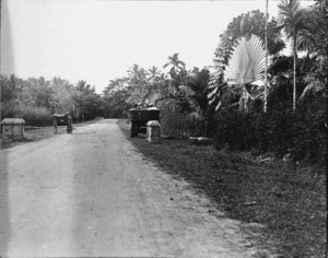 Travellers' palm, Singapore