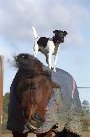 Fox terrier on back of horse - Photograph taken by Ross Giblin