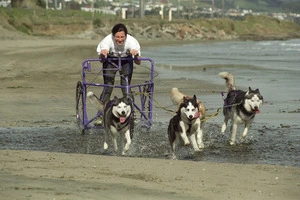 Mary Giles and her husky team, Plimmerton Beach - Photograph taken by Ross Giblin