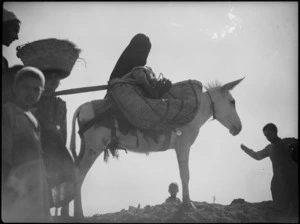 Loaded donkey near Cairo, Egypt - Photograph taken by George Kaye