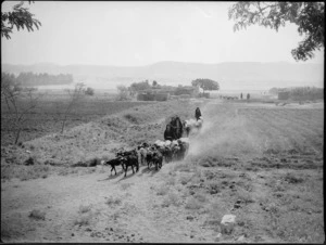 Cattle being driven near Cairo, Egypt - Photograph taken by George Kaye