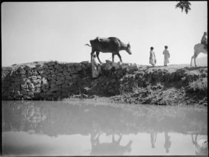 Rural scene of farmer and ox beside a canal near Tura, Egypt - Photograph taken by George Kaye