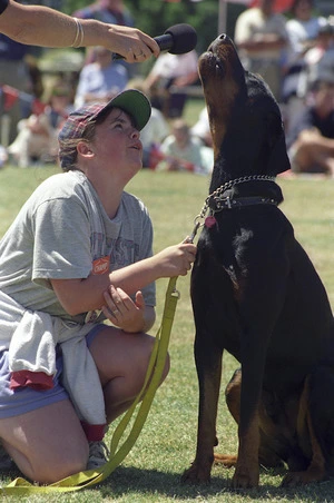 A dog called Major, Kilbirnie Park, Wellington - Photograph taken by Phil Reid