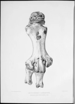 Smit, P. J. :Leg of Dinornis elephantopus. Front view. Three fourths natural size. P. J. Smit delt. Drawn on stone by E. Wilson [Plate XL, 1888].