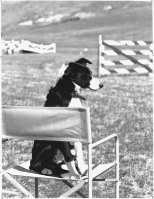 A dog named Clip on a chair in the open