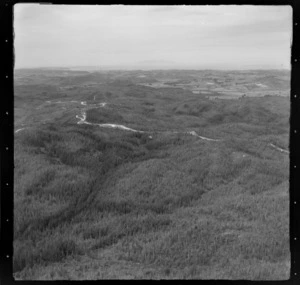 Riverhead Forest, Auckland