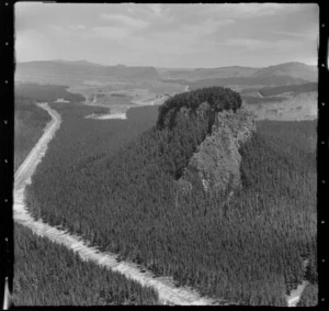 Pine forest near Atiamuri Hydro-electric power station, Waikato River