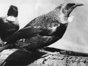 Tui (Prosthemadera novaeseelandiae)