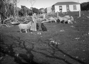 Scene with Daisy Blyth, dogs, sheep in front of the Blyth house, on the Chatham Islands