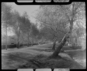 A tree lined street with wooden houses, Lawrence, Otago Region