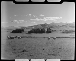 Sheep in a paddock with trees and mountains beyond, Southland Region