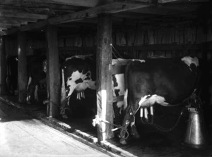 Cows attached to electric milking machines