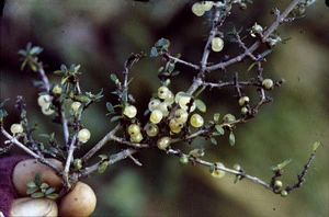 Photograph of Coprosma ciliata in fruit, Campbell Island