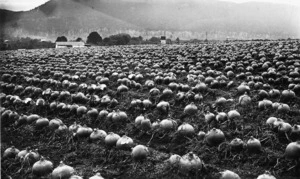 Field of swede turnips at Frederic Truby King's farm in Tahakopa