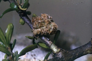 Photograph of a plant which may be Suttonia divaricata (Myrsine divaricata), Campbell Island