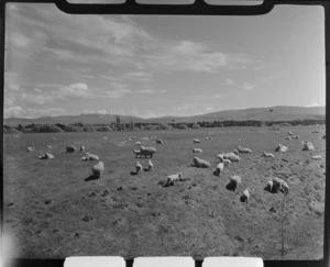 Farmland with sheep and hills beyond, Waipara District, North Canterbury