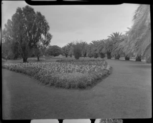 A bed of flowering plants with a line of palm trees beyond, Victoria Esplanade Gardens, Palmerston North, Manawatu-Whanganui Region
