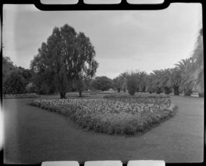 A bed of flowering plants with a line of palm trees beyond, Victoria Esplanade Gardens, Palmerston North, Manawatu-Whanganui Region