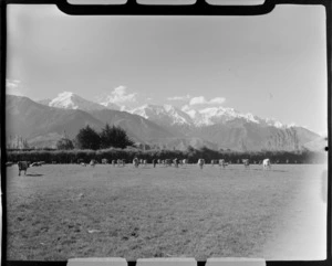 View of cows in a Kaikoura field with the snow covered Seaward Kaikoura Mountain Range beyond, North Canterbury