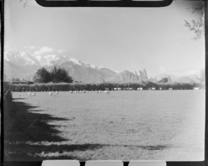 View of sheep in a Kaikoura field with the snow covered Seaward Kaikoura Mountain Range beyond, North Canterbury