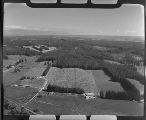 View of an orchard and pine plantation, Moutere, Nelson Region