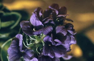 Photograph of the flowers of Hebe benthamii, Campbell Island