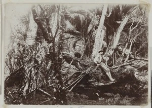 King Bell, Raoul Island, Kermadec Islands