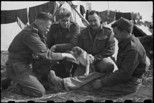 Canine mascot Spandau at the NZ LOB Camp near Capua, Italy, World War II - Photograph taken by George Bull