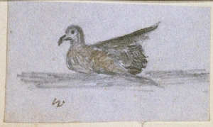 [Taylor, Richard], 1805-1873 :[Bird. 1840s?]