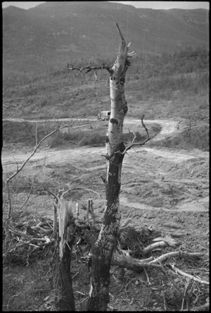 Tree badly damaged by shelling in the Monte Cassino area in Italy, World War II - Photograph taken by George Kaye