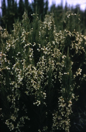 Photograph of Dracophyllum scoparium, Campbell Island