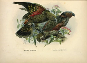 Keulemans, John Gerrard, 1842-1912 :Nestor notabilis. Nestor meridionalis. [Kaka and kea]. London, 1873