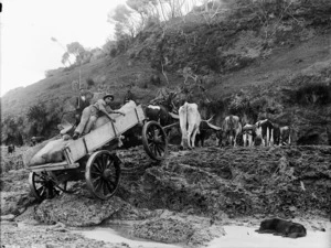 Men transporting gum on a wagon pulled by a bullock team