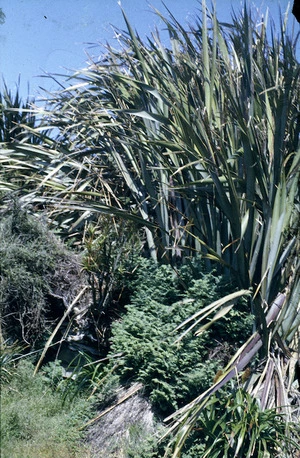 Flax (Phormium tenax), Campbell Island