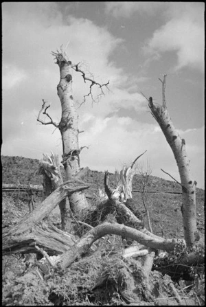 Trees uprooted and smashed by shellfire in the Cassino area in Italy, World War II - Photograph taken by George Kaye
