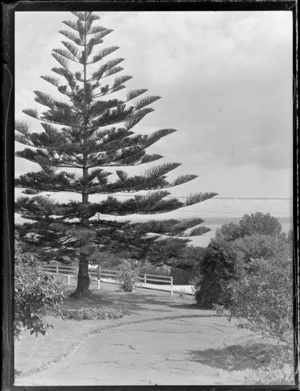 A general view down the path from a Stacey and Wass house to a Norfolk Pine tree and road beyond, Herne Bay, Auckland