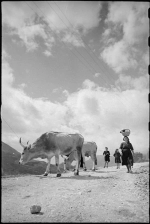 Oxen and people on the road near the Italian Front, World War II - Photograph taken by George Kaye