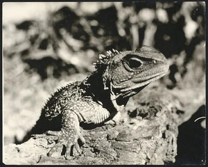 Young male tuatara emerging from the burrow