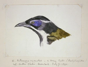 Lister Family :Eutomyza cyanotus - a honey-eater (meliphagidae) Mt Hutton Station, Queensland, July 7 1890