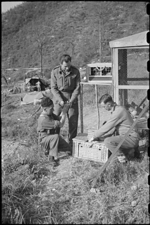 British personnel load carrier pigeons into crate for practice flight, Casale, Italy, World War II - Photograph taken by George Bull