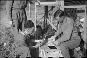 H Sweet and R Semple loading carrier pigeons for training flight, Casale, Italy, World War II - Photograph taken by George Bull
