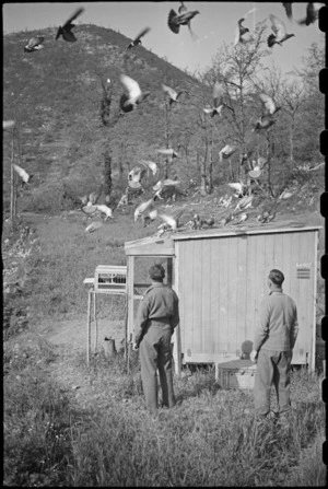 Carrier pigeons settling in the loft after training flight, Casale, Italy, World War II - Photograph taken by George Bull