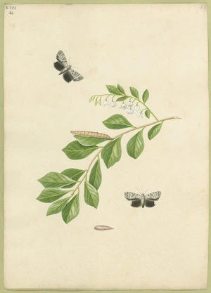 Abbot, John, 1751-1840 :Lesser black underwing. [Between 1816 and 1818]