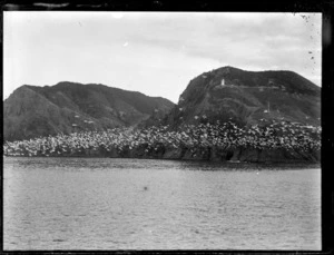 Seagulls at Cape Brett, Bay of Islands