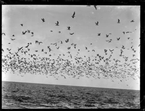 Seagulls, Bay of Islands